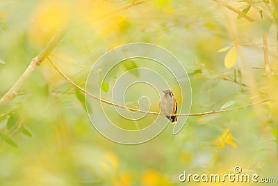 Tropic wildlife, bird in yellow flower Hummingbird drinking nectar from pink flower. Feeding scene with Speckled Hummingbird. Bird Stock Photo