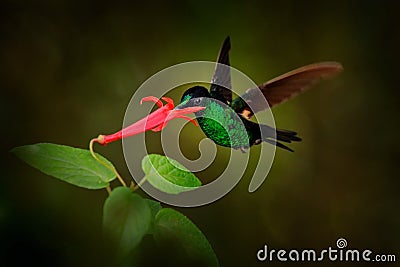 Tropic wildlife. Buff-winged starfrontlet, Coeligena lutetiae, hummingbird in the family Trochilidae, found in Colombia, Ecuador, Stock Photo