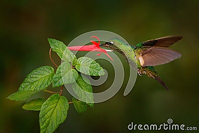 Tropic wildlife. Buff-winged starfrontlet, Coeligena lutetiae, hummingbird in the family Trochilidae, found in Colombia, Ecuador, Stock Photo