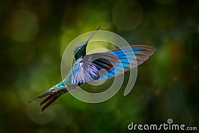 Tropic wildlife. Great sapphirewing, Pterophanes cyanopterus, big blue hummingbird with red flower, Yanacocha, Pichincha in Stock Photo