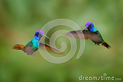 Tropic wildlife, two bird fly fight. Blue head hummingbird. Golden-tailed Sapphire, Chrysuronia oenone, Sumaco Napo-Galeras Stock Photo