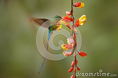 Tropic wildlife. Wild nature bird. Hummingbird Long-tailed Sylph, Aglaiocercus kingi with orange yellow flower. Hummingbird from Stock Photo
