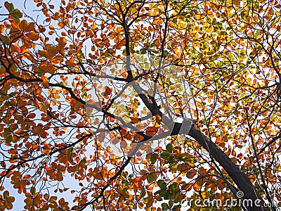 Tropical almond leaf(Terminalia catappa) Stock Photo