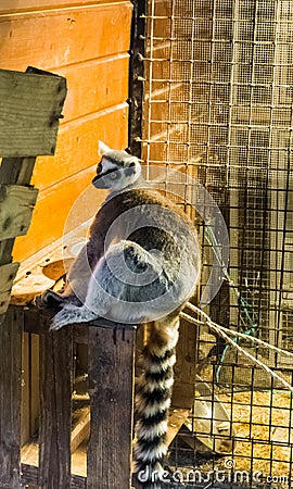 Tropical animal portrait of a imprisoned ring tailed lemur monkey a endangered species Stock Photo