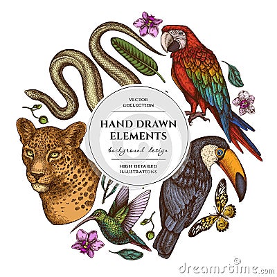 Tropical animals circle design. Hand drawn leopard, snake, hummingbird, toucan, scarlet macaw, african giant swallowtail Vector Illustration