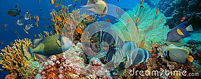 Tropical Anthias fish with net fire corals Stock Photo
