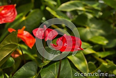 Tropical Anthurium Plant, beautiful Laceleaf Stock Photo