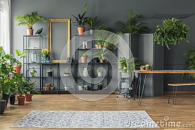 Tropical apartment interior with many plants, dark walls with mo Stock Photo