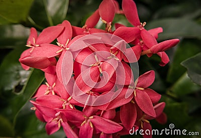 Tropical Asian flower: Jungle Geranium: Ixora Coccinea Stock Photo