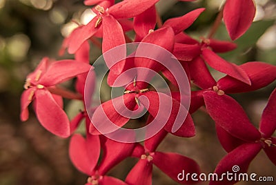 Tropical Asian flower: Jungle Geranium: Ixora Coccinea Stock Photo