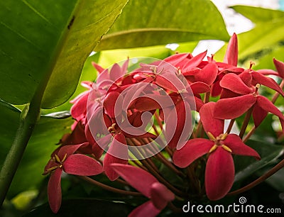 Tropical Asian flower: Jungle Geranium: Ixora Coccinea Stock Photo