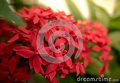 Tropical Asian flower: Jungle Geranium: Ixora Coccinea Stock Photo