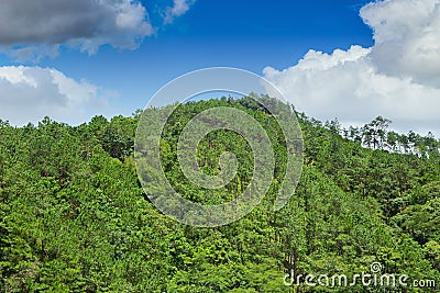 Tropical asian green mountain hill fully with forest tree Stock Photo