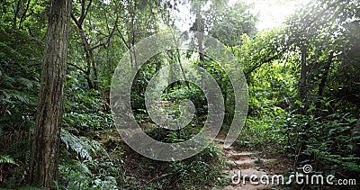 tropical asian jungle after rain in summer Stock Photo