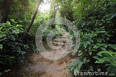 Tropical asian jungle Stock Photo