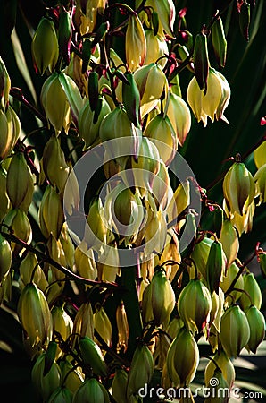 Tropical background white yucca flower close up Stock Photo