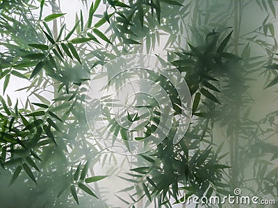 Tropical bamboo trees behind the frosted glass in the fog with backlighting. decoration of green plants premises, background. the Stock Photo