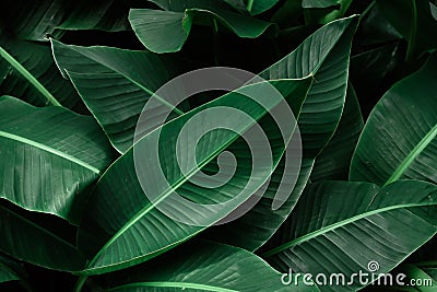 Tropical banana dark green leaves textured. Stock Photo