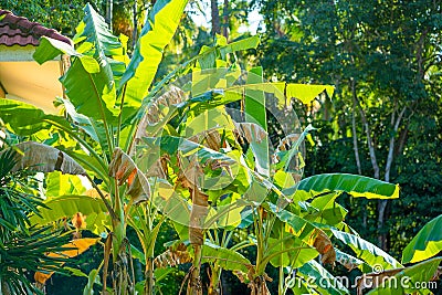 Tropical banana trees burn in the hot sun Stock Photo