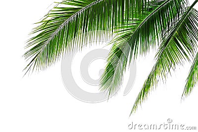 Tropical beach coconut palm tree leaves isolated on white background, green palm fronds layout for summer and tropical nature Stock Photo