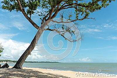 Tropical beach and green tree with blue sky background. Scenery white sandy beach and tree with shadow at Desaru Coast, Malaysia Stock Photo