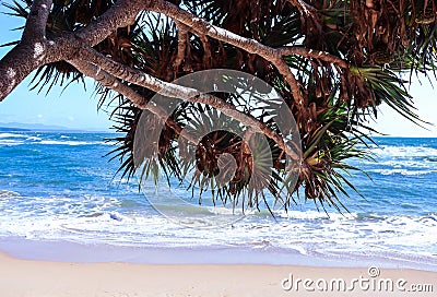 Tropical beach landscape with an over hanging tree Stock Photo