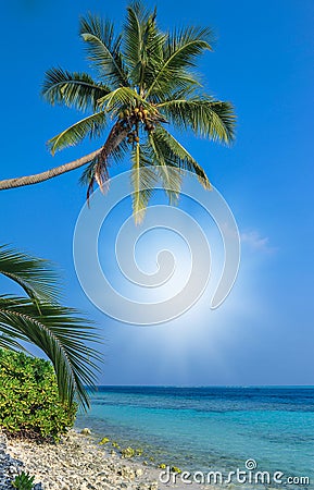 Tropical beach in Maldives.Tropical Paradise at Maldives with palms, sand and blue sky Stock Photo
