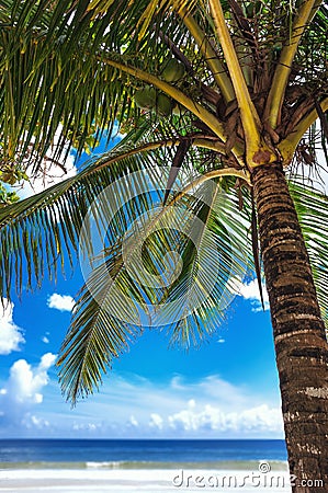 Tropical beach palm tree Trinidad and Tobago Maracas Bay blue sky and sea Stock Photo