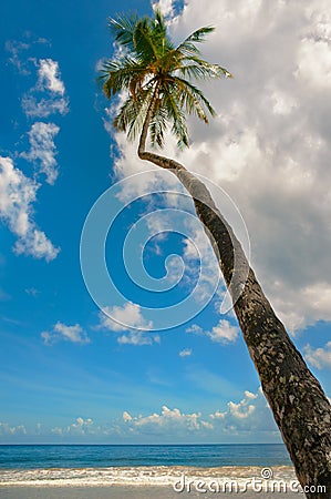 Tropical beach palm tree in Trinidad and Tobago Maracas Bay blue sky and sea front Stock Photo