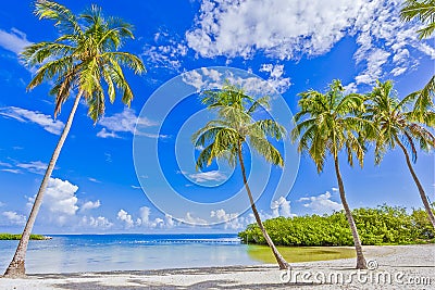 TROPICAL BEACH PALM TREES ISLAND Stock Photo