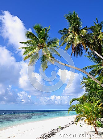 Tropical beach with palm trees, Maldives Stock Photo