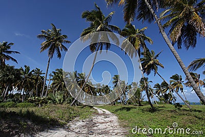 Tropical beach path Stock Photo