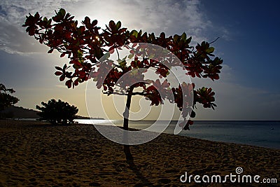 Tropical beach tree at sunset Stock Photo