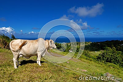 Tropical beef Stock Photo