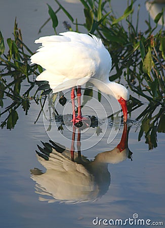 Tropical Bird 2 Stock Photo