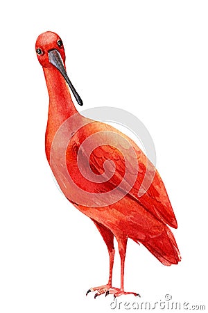 Tropical bird close up on isolated white background. Watercolor scarlet ibis Cartoon Illustration