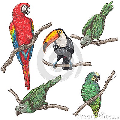 Tropical Birds Sketch Vector Illustration