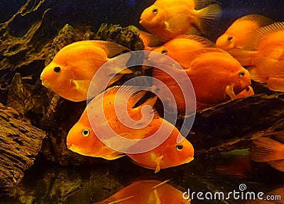 Tropical Blood Parrot Fish Stock Photo