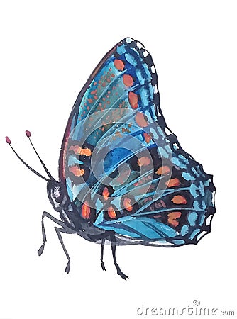 Tropical blue butterfly with orange spots Cartoon Illustration