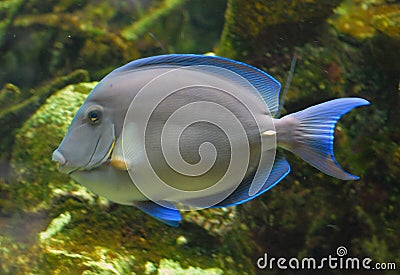 Tropical blue fish Stock Photo