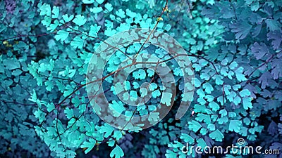 Tropical blue leaf glow in the dark background. Stock Photo