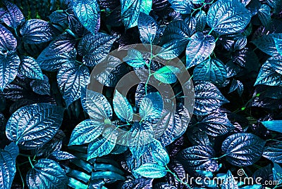 Tropical blue leaf Stock Photo