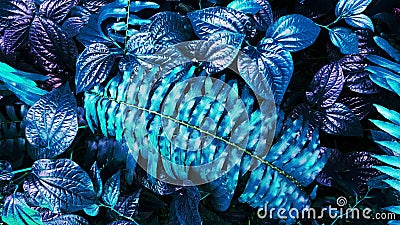 Tropical blue leaf glow in the dark background. Stock Photo