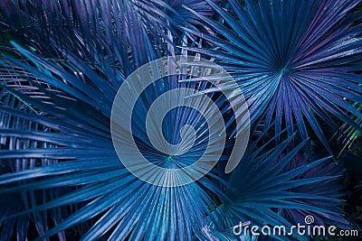 Tropical blue or turquoise palm Leaves in exotic endless summer country Stock Photo