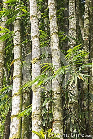 Tropical brazilian bamboo, bambusa tulda Stock Photo