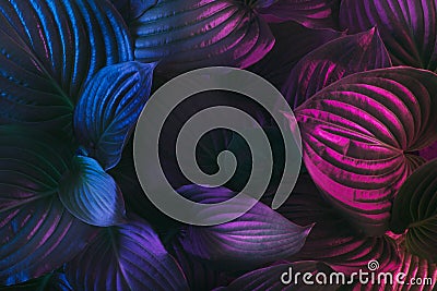 Tropical bright colorful background with leaves in vibrant gradient holographic neon colors. Stock Photo