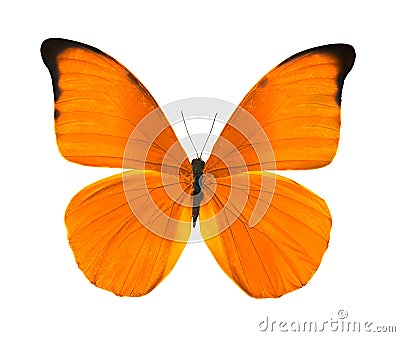 Tropical bright orange butterfly Stock Photo