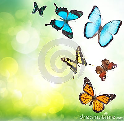 Tropical butterflies in garden Stock Photo