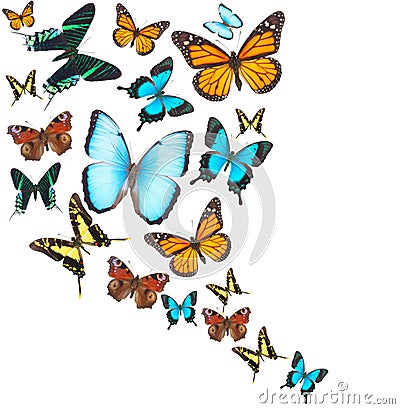 Tropical butterflies set Stock Photo