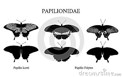 Tropical butterflies Swallowtail Papilionidae. Hand drawn insects. Vector Illustration